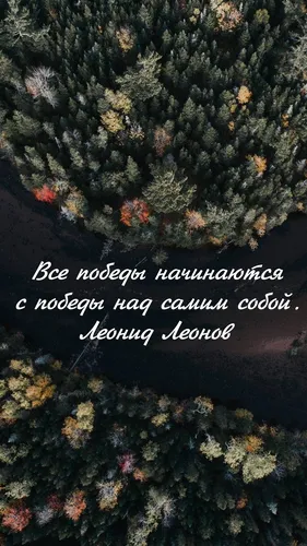 Однотонные С Надписью Обои на телефон дерево с множеством листьев