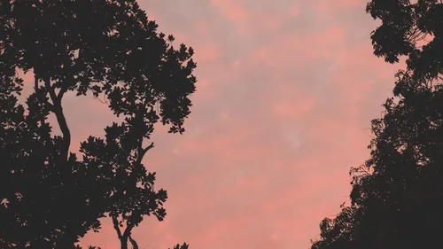 Эстетические Обои на телефон деревья и розовое небо