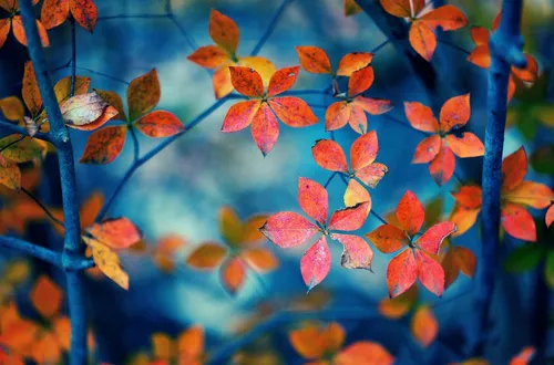 Осенние Обои на телефон крупный план некоторых цветов