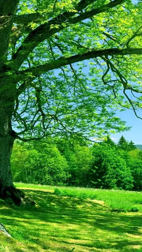 Природа Лето Обои на телефон дерево с множеством ветвей