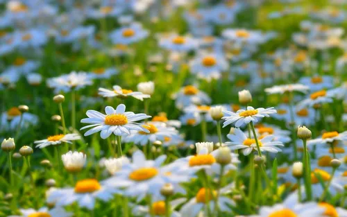 Природа Лето Обои на телефон поле цветов