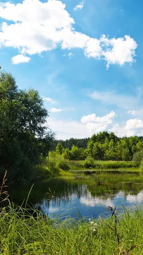 Природа Лето Обои на телефон водоем, окруженный деревьями