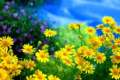 Природа Лето Обои на телефон поле желтых цветов