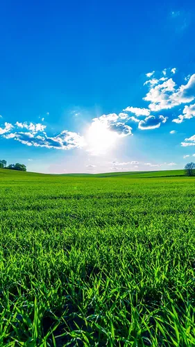 Природа Лето Обои на телефон поле зеленой травы