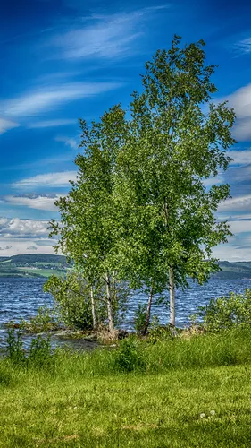 Природа Лето Обои на телефон дерево в поле