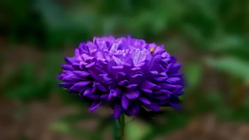 Природа Лето Обои на телефон крупный план фиолетового цветка