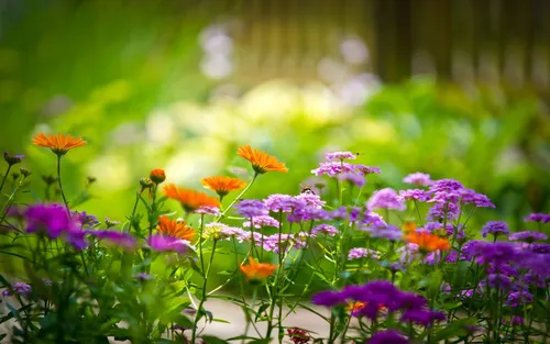 Природа Лето Обои на телефон поле разноцветных цветов