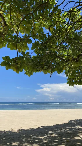 Природа Лето Обои на телефон дерево на пляже