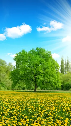 Природа Лето Обои на телефон дерево в поле желтых цветов