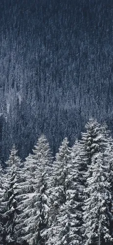 Зимний Лес Обои на телефон группа деревьев со снегом