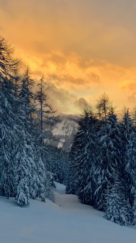 Зимний Лес Обои на телефон снежная гора с деревьями
