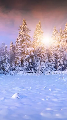 Зимний Лес Обои на телефон снежное поле с деревьями и солнцем на заднем плане