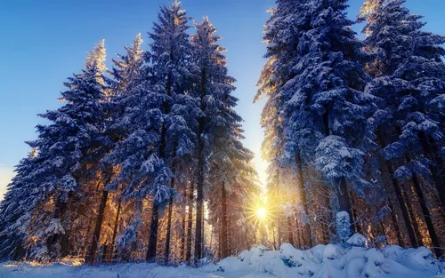 Зимний Лес Обои на телефон снежный лес с солнцем, сияющим сквозь деревья