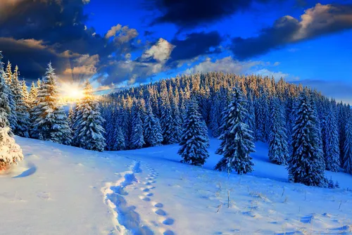 Зимний Лес Обои на телефон снежный пейзаж с деревьями и голубым небом