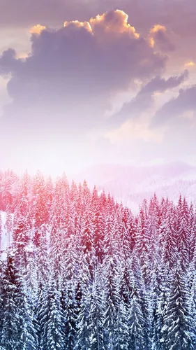 Зимний Лес Обои на телефон группа деревьев с фиолетовыми облаками на заднем плане