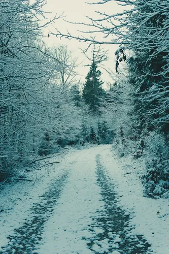 Зимний Лес Обои на телефон снежная дорога с деревьями по обе стороны
