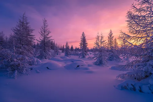 Зимний Лес Обои на телефон снежный пейзаж с деревьями и розово-фиолетовым небом