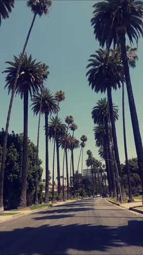 Калифорния Обои на телефон дорога, усеянная пальмами