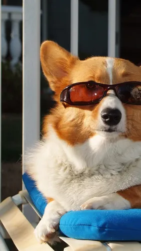 Корги Обои на телефон собака в солнцезащитных очках