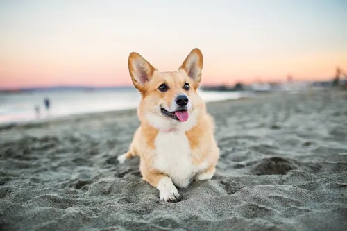Корги Обои на телефон собака бежит по пляжу