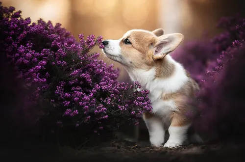 Корги Обои на телефон собака, стоящая перед фиолетовыми цветами