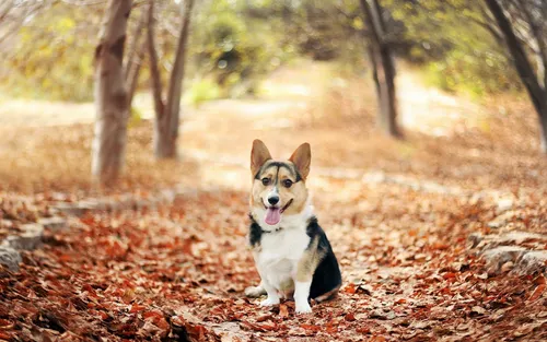 Корги Обои на телефон собака бежит по лесу