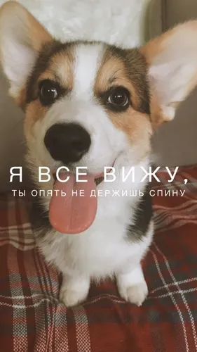 Корги Обои на телефон собака с высунутым языком