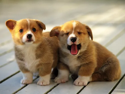 Корги Обои на телефон два щенка сидят на деревянном полу