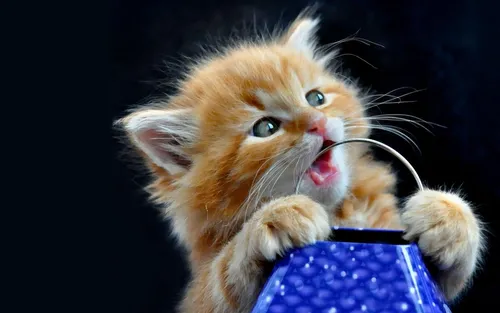 Котята Анимация Обои на телефон кот лижет клавиатуру