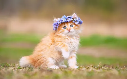 Котята Анимация Обои на телефон кошка с цветочной короной