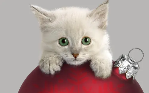 Котята Анимация Обои на телефон снимок
