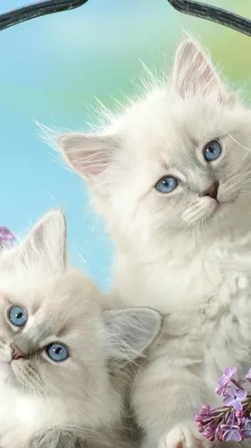 Котята Анимация Обои на телефон пара кошек