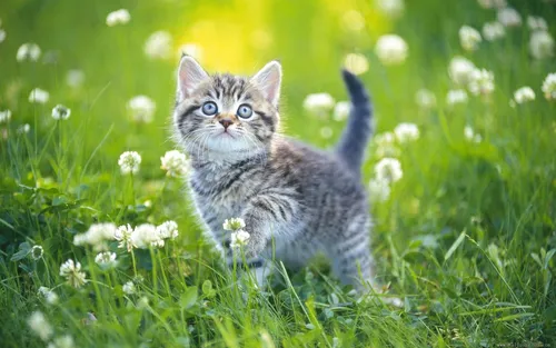 Котята Анимация Обои на телефон кошка в травяном поле