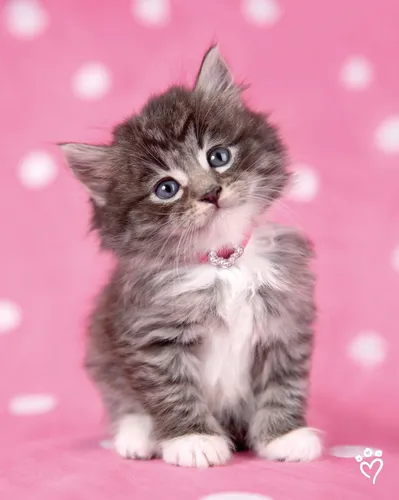 Котята Анимация Обои на телефон котенок на розовом фоне
