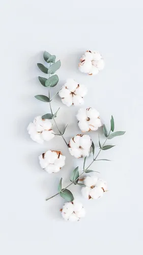 Красивое Фото Обои на телефон ветка с белыми цветами