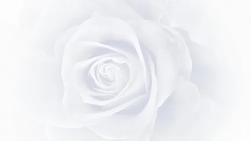 Красивые Белые Обои на телефон белая роза на белом фоне