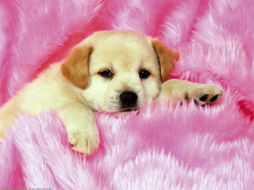 Живые Животные Обои на телефон щенок лежит на розовом одеяле