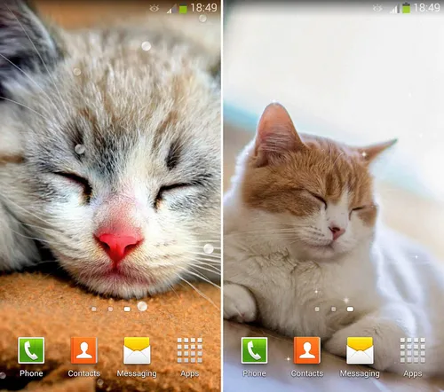 Живые Животные Обои на телефон скриншот кота