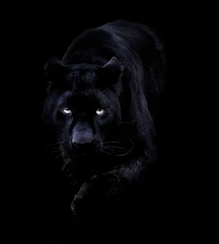 Живые Животные Обои на телефон черная кошка с белыми глазами