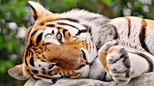 Живые Животные Обои на телефон пара тигров