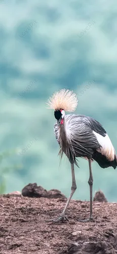 Живые Животные Обои на телефон птица с париком