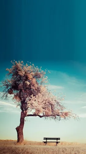 Красивые Фото Обои на телефон скамейка сидит под деревом