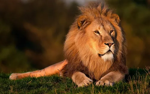 Лев Обои на телефон лев, лежащий на траве