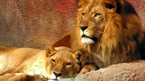 Лев Обои на телефон лев и львица лежат