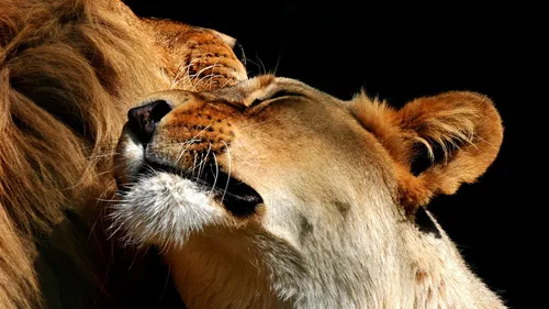 Лев Обои на телефон пара львов