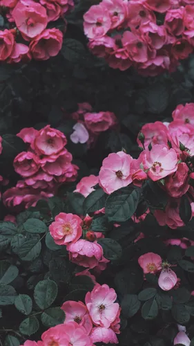 Hd Цветы Обои на телефон группа розовых цветов