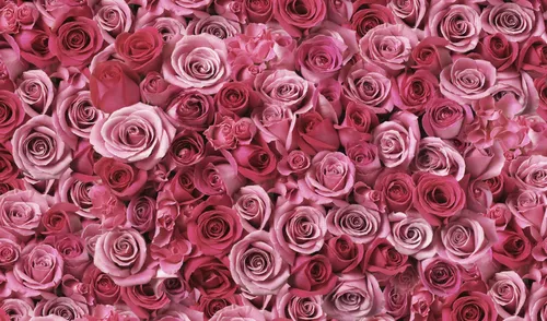 Hd Цветы Обои на телефон большая группа розовых роз