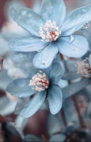 Голубого Цвета Обои на телефон крупный план цветка