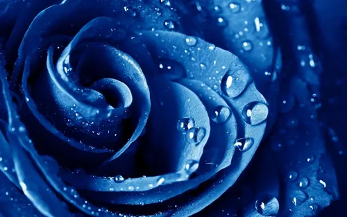 Голубого Цвета Обои на телефон роза крупным планом