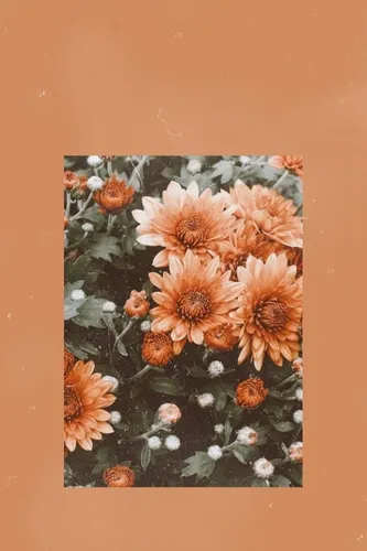 Картины Обои на телефон группа цветов